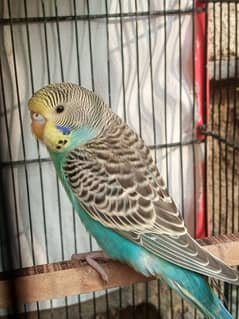 Budgie