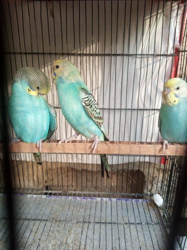 Budgie patha 1