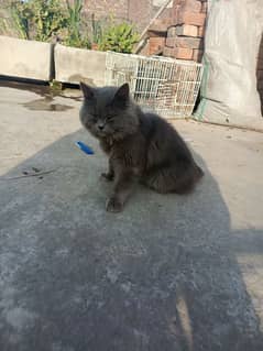 Persian blue cat