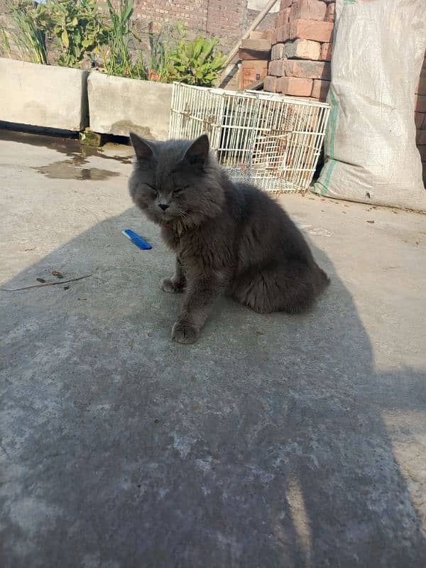 Persian blue cat 0