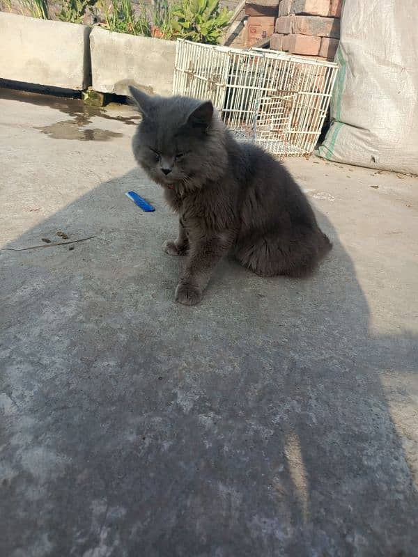 Persian blue cat 1