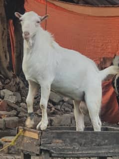 Ghulabi Tedda For sale 1 breeder & one 10 months male kid