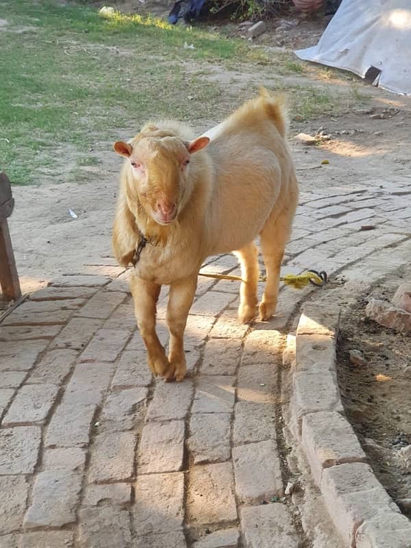 Ghulabi Tedda For sale 1 breeder & one 10 months male kid 3