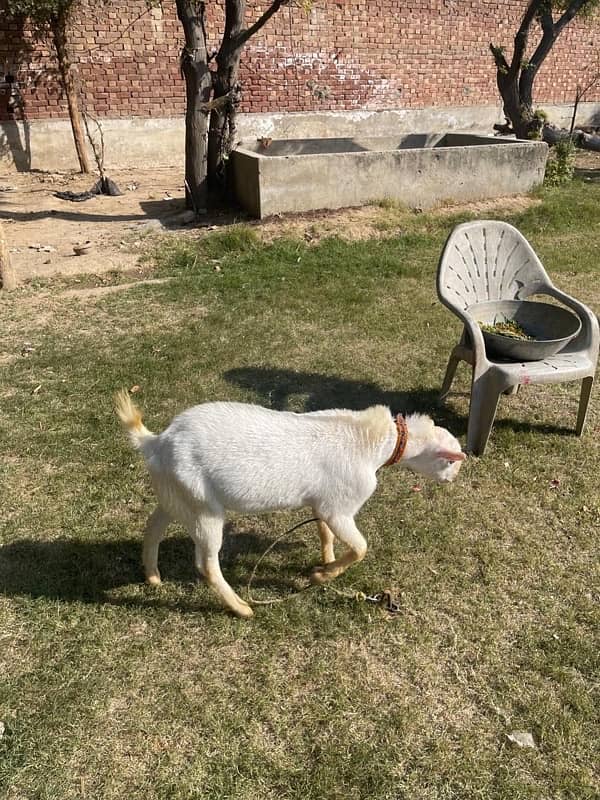 Ghulabi Tedda For sale 1 breeder & one 10 months male kid 4