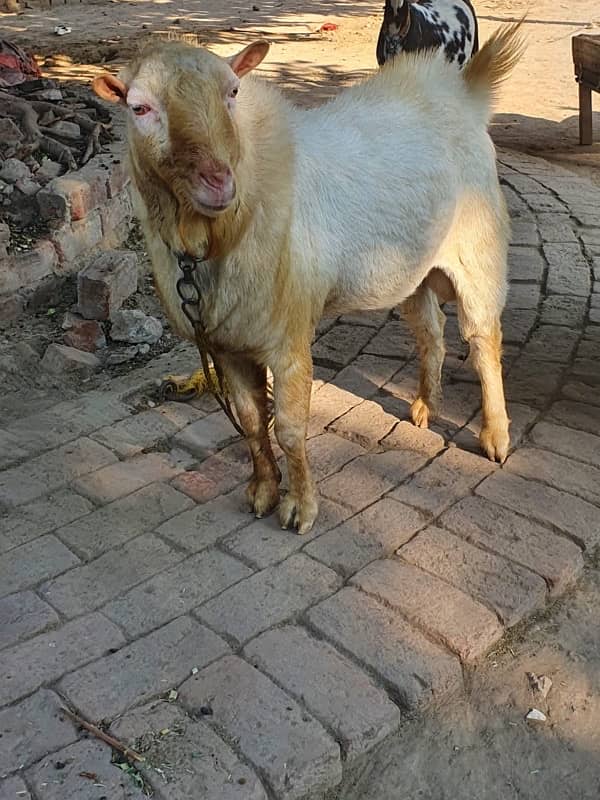 Ghulabi Tedda For sale 1 breeder & one 10 months male kid 6