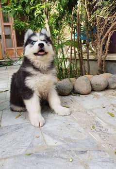 Siberian Husky Puppy