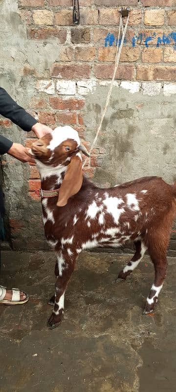 Bakra desi makhi cheena 0