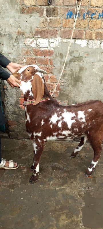 Bakra desi makhi cheena 1