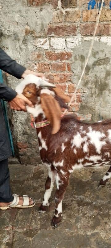 Bakra desi makhi cheena 3