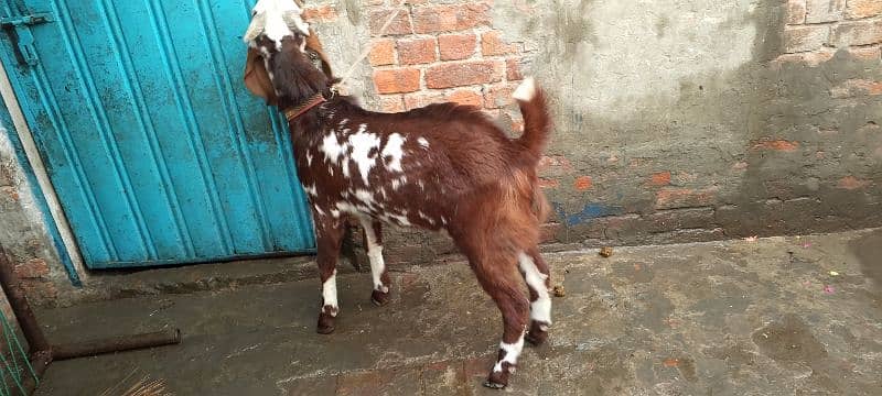 Bakra desi makhi cheena 4