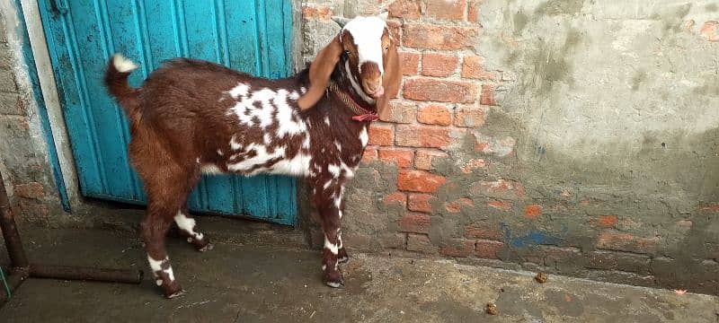 Bakra desi makhi cheena 8