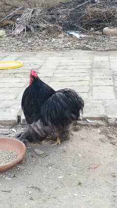 Bantam