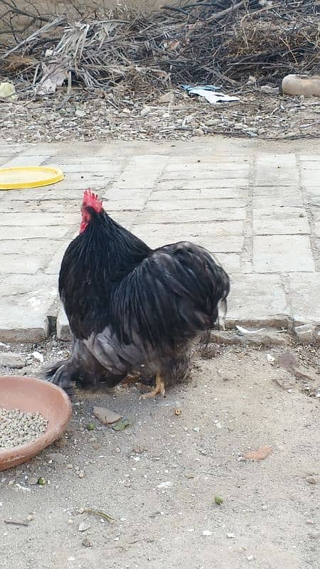 Bantam Male 0