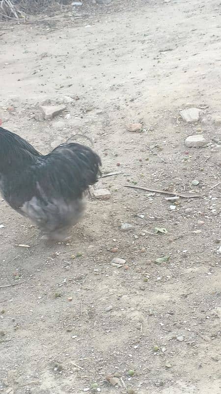 Bantam Male 2