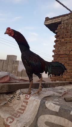 Walaiti cross murga+chicks (2pathiya +2 madia egg laying)for sale