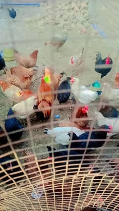 golden Misri henss Desi hen