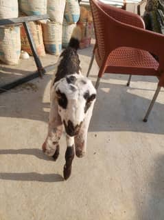 2 Big Female| 1 kid ( 2 Bital & 1 desi female goat for sale )