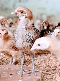 goldren misri chicks 20 days  full heathy & active plus veccineted