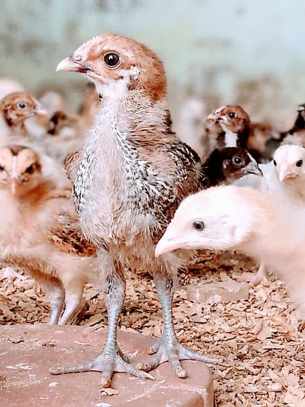 goldren misri chicks 20 days  full heathy & active plus veccineted 0