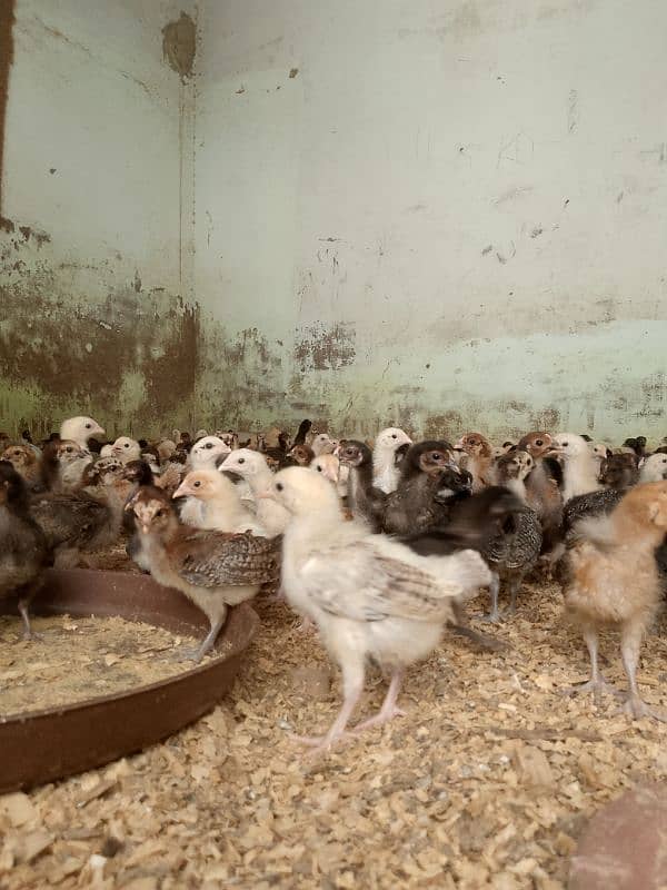 goldren misri chicks 20 days  full heathy & active plus veccineted 3