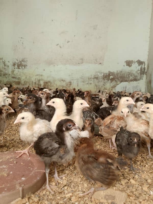 goldren misri chicks 20 days  full heathy & active plus veccineted 4