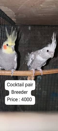 cocktail