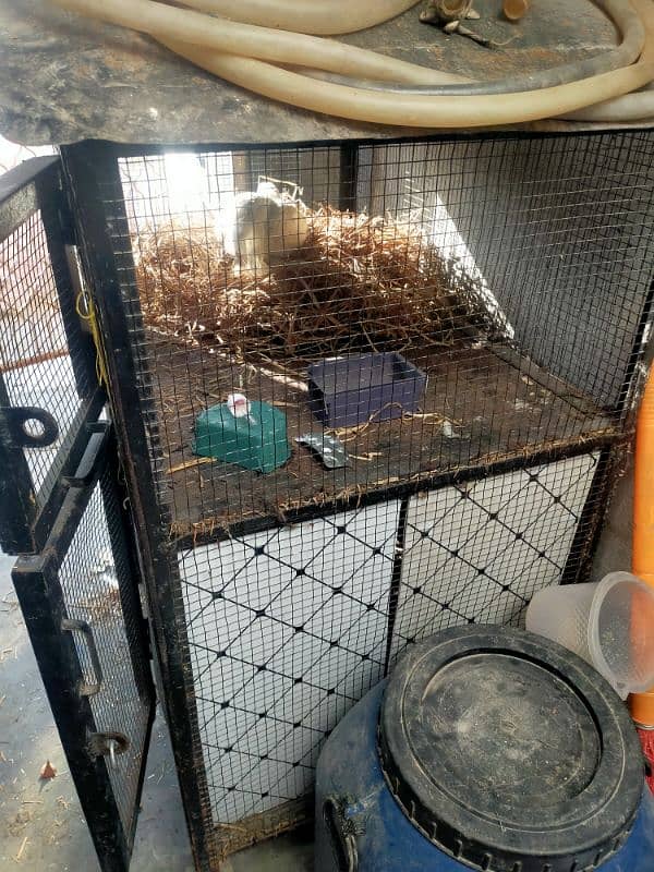 iron double portion cage / strong Hen cage / Aseel Cage pinjra 1