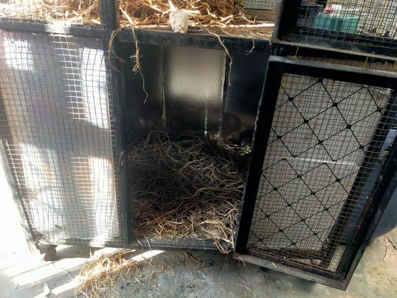 iron double portion cage / strong Hen cage / Aseel Cage pinjra 4