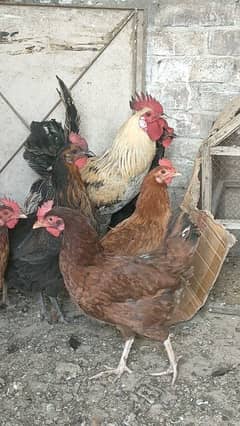 golden misri hens