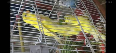 budgies,