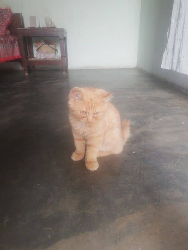 Persian cat 5 month white brownish colour 1