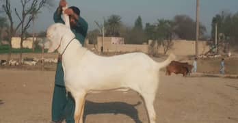 Rajanpuri Bakra For Sale CALL _"03207353182