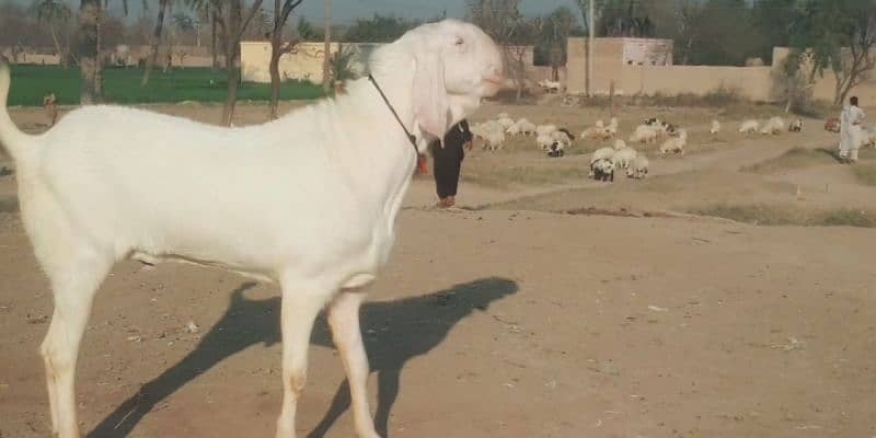 Rajanpuri Bakra For Sale CALL _"03207353182 1