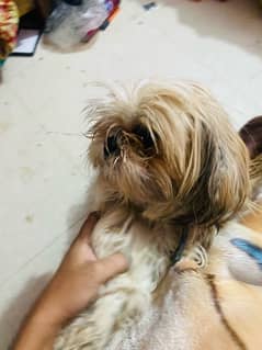 shihtzu male 3 year age vacinated