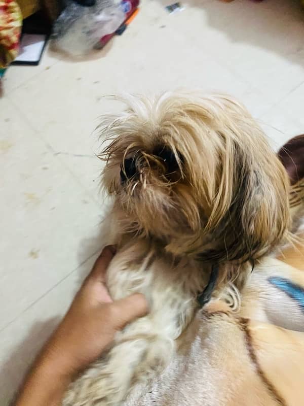 shihtzu male 3 year age vacinated 0