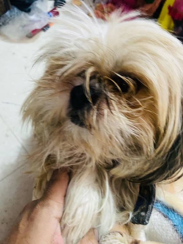 shihtzu male 3 year age vacinated 1