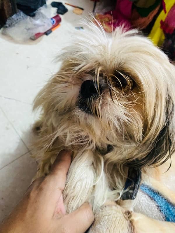 shihtzu male 3 year age vacinated 2