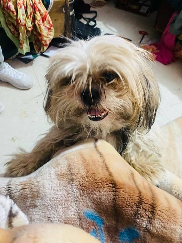 shihtzu male 3 year age vacinated 3