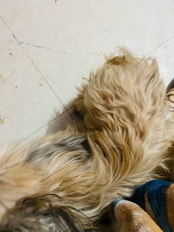 shihtzu male 3 year age vacinated 4