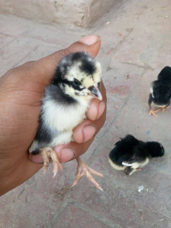 Thai chicks best quality,contact 03084399889 4