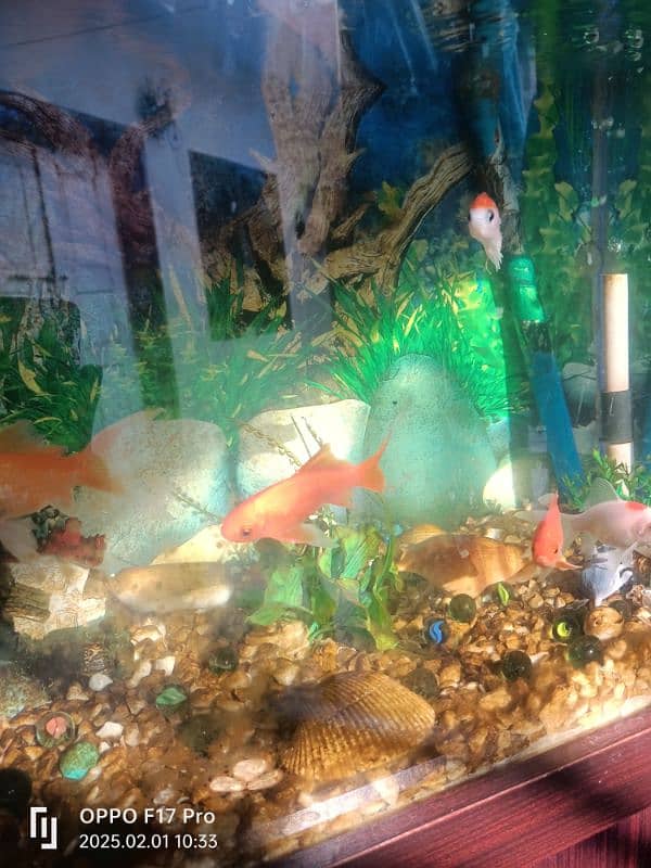 aquarium for sale 1