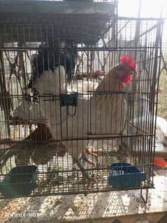 pair of hen available for sale