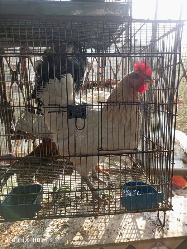 pair of hen available for sale 0