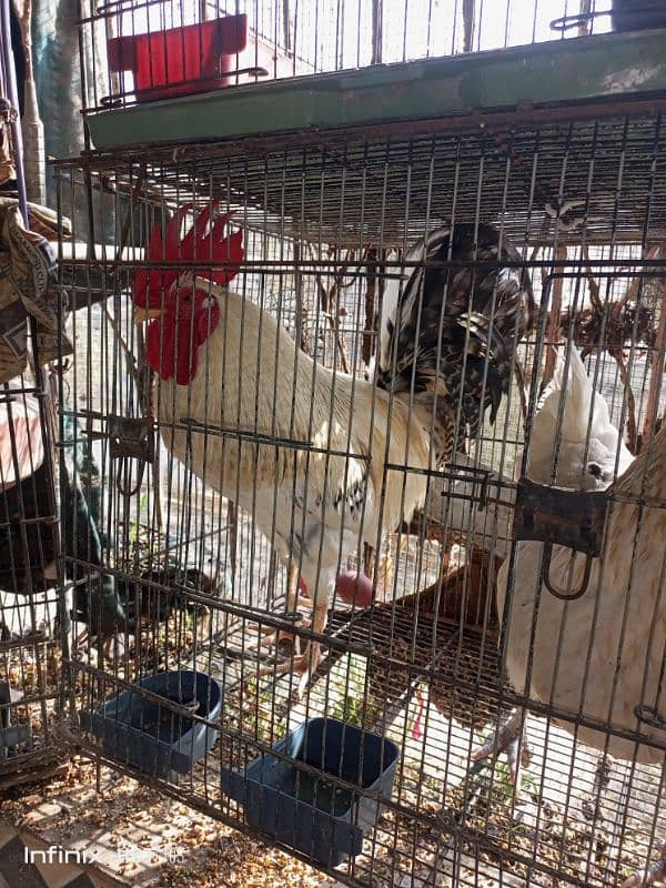 pair of hen available for sale 1