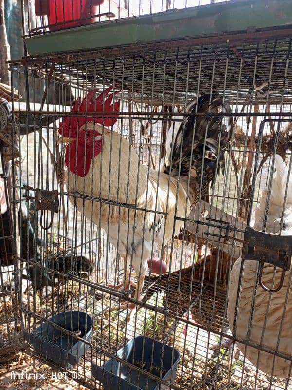 pair of hen available for sale 2