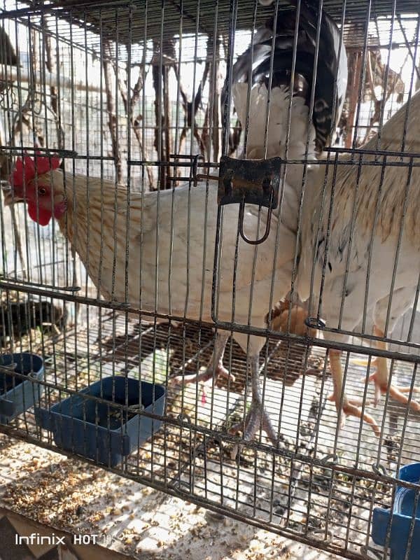 pair of hen available for sale 4