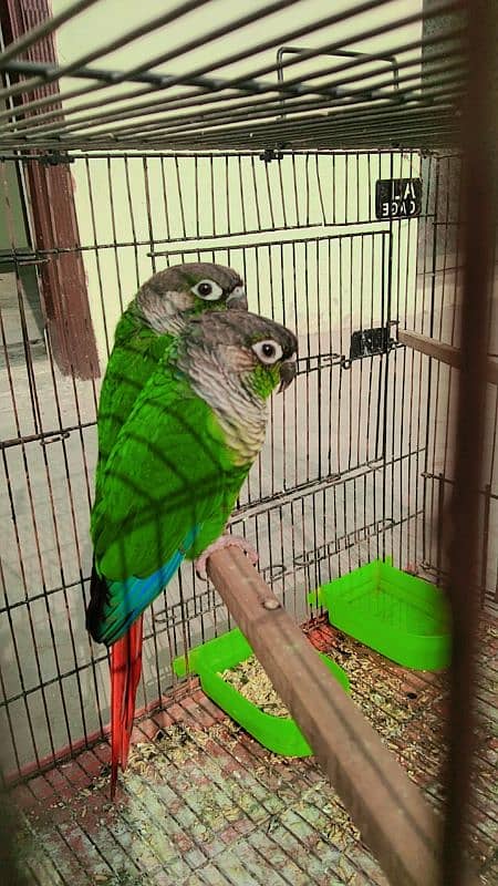 Green cheek cnoure breeder pair with DNA 0