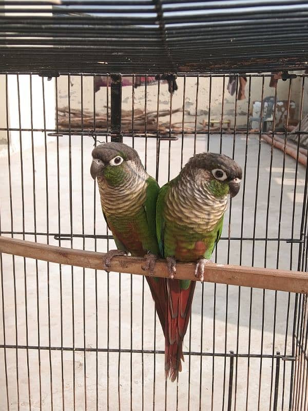 Green cheek cnoure breeder pair with DNA 1