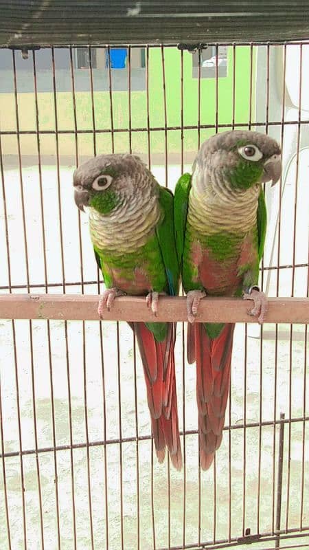 Green cheek cnoure breeder pair with DNA 2