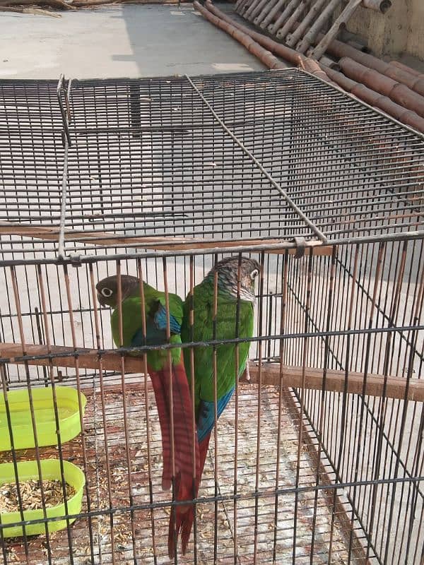 Green cheek cnoure breeder pair with DNA 3